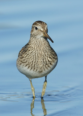 Pectoral Sandpiper Calidris melanotos