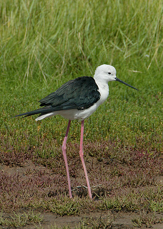 Black-winged Stilt Himantopus himantopus