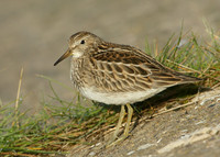 Pectoral Sandpiper Calidris melanotos