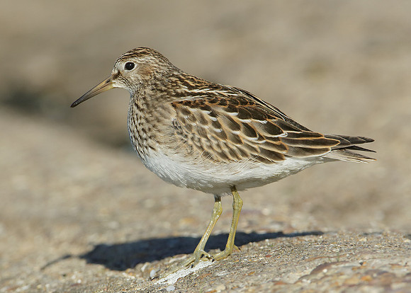 Pectoral Sandpiper Calidris melanotos