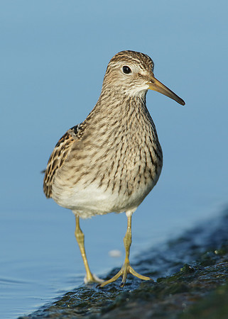 Pectoral Sandpiper Calidris melanotos