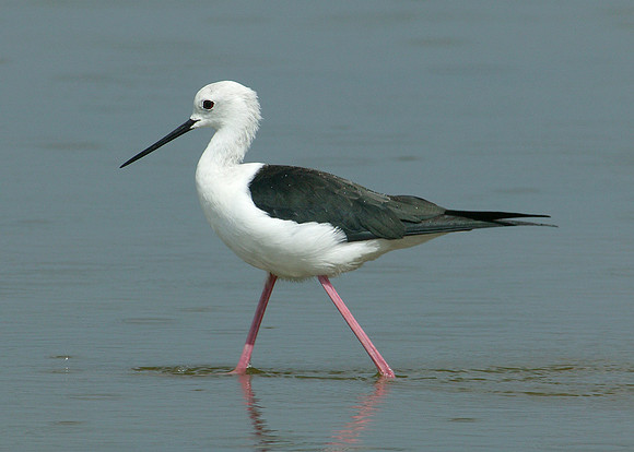 Black-winged Stilt Himantopus himantopus