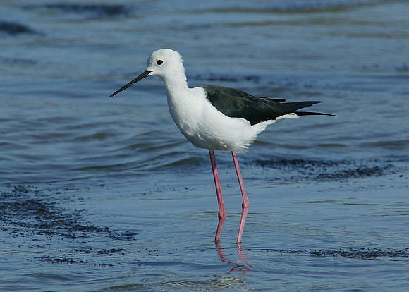 Black-winged Stilt Himantopus himantopus