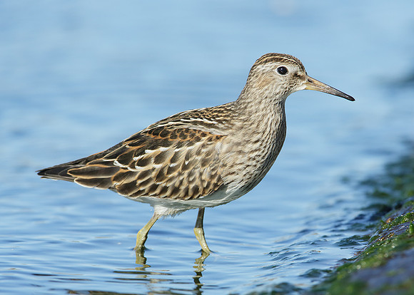 Pectoral Sandpiper Calidris melanotos