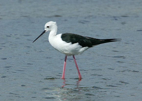 Black-winged Stilt Himantopus himantopus