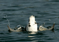 Little Auk Alle alle