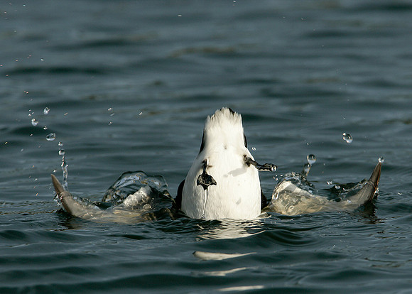 Little Auk Alle alle