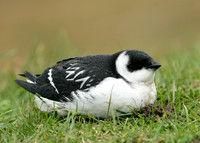 Little Auk Alle alle