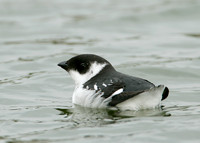 Little Auk Alle alle