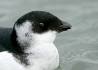 Little Auk Alle alle