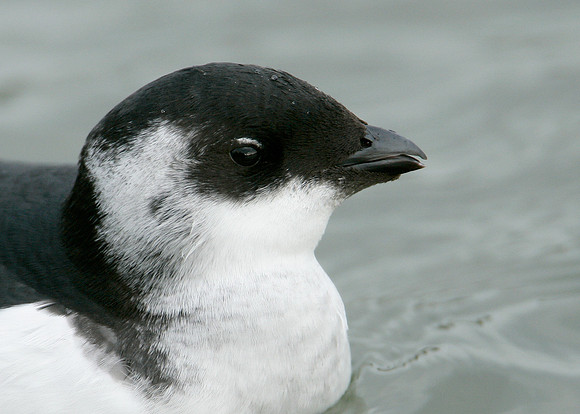 Little Auk Alle alle