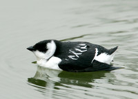 Little Auk Alle alle