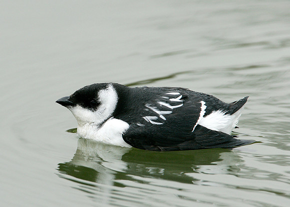 Little Auk Alle alle