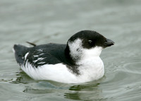 Little Auk Alle alle