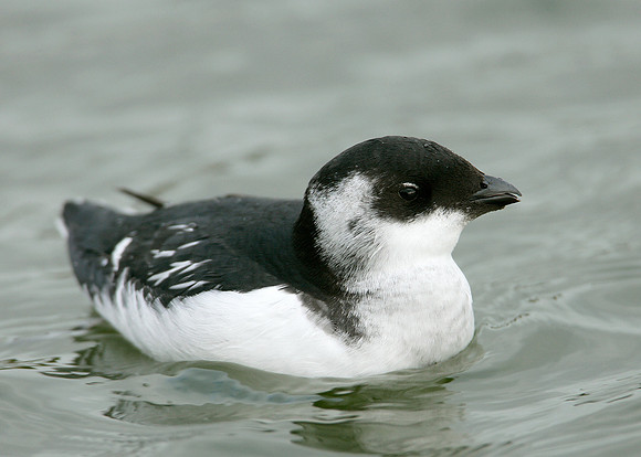 Little Auk Alle alle
