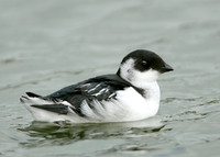 Little Auk Alle alle