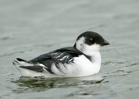 Little Auk Alle alle