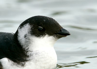 Little Auk Alle alle