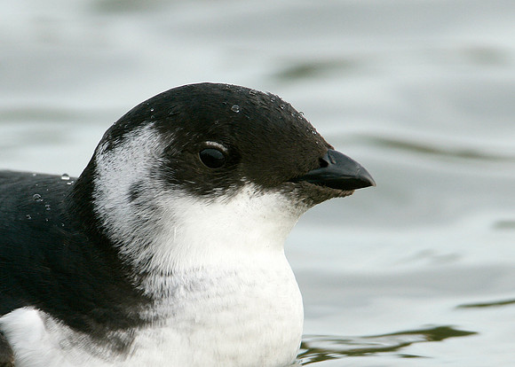 Little Auk Alle alle