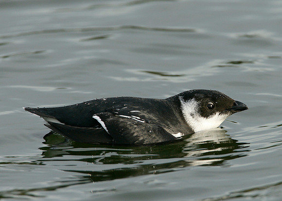 Little Auk Alle alle