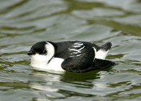 Little Auk Alle alle