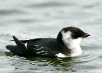 Little Auk Alle alle
