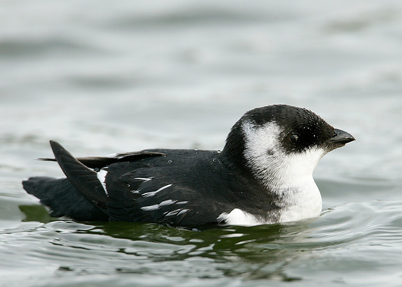 Little Auk Alle alle