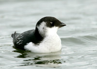 Little Auk Alle alle