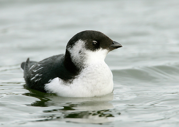 Little Auk Alle alle