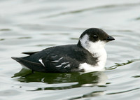 Little Auk Alle alle