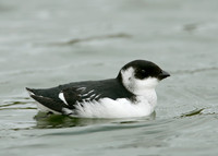 Little Auk Alle alle