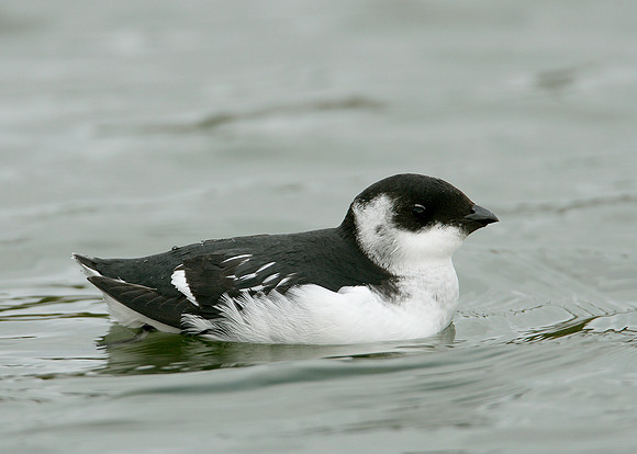 Little Auk Alle alle