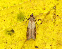 62.062 BF1479 Indian Meal Moth Plodia interpunctella