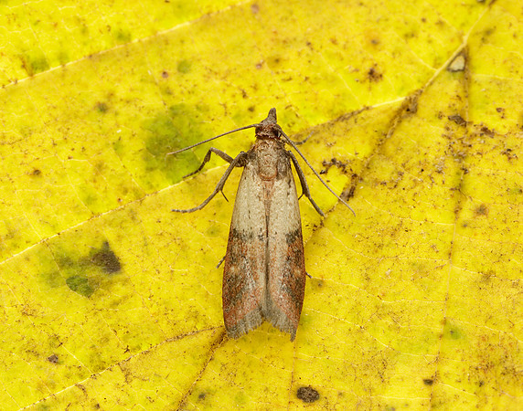 62.062 BF1479 Indian Meal Moth Plodia interpunctella