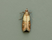 62.062 BF1479 Indian Meal Moth Plodia interpunctella
