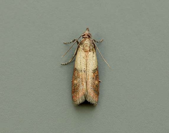 62.062 BF1479 Indian Meal Moth Plodia interpunctella