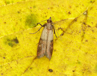 62.062 BF1479 Indian Meal Moth Plodia interpunctella