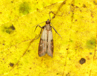 62.062 BF1479 Indian Meal Moth Plodia interpunctella