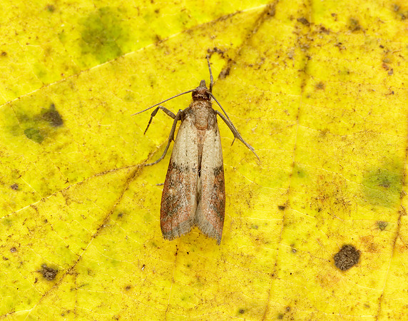62.062 BF1479 Indian Meal Moth Plodia interpunctella