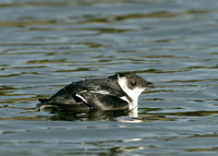 Little Auk Alle alle