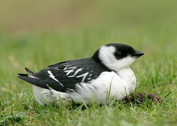 Little Auk Alle alle