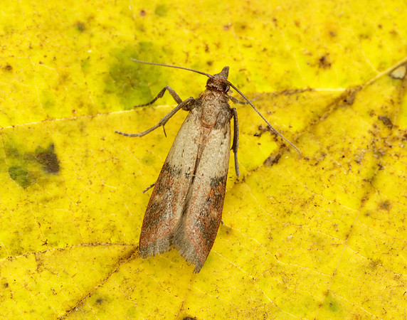 62.062 BF1479 Indian Meal Moth Plodia interpunctella