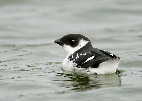 Little Auk Alle alle