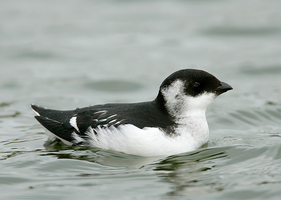 Little Auk Alle alle
