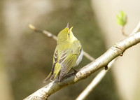 Wood Warbler Phylloscopus sibilatrix