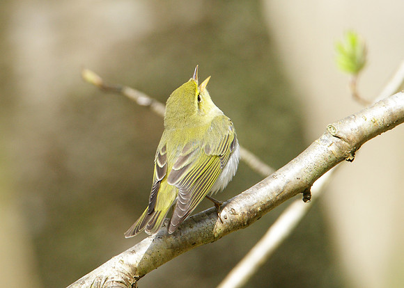 Wood Warbler Phylloscopus sibilatrix