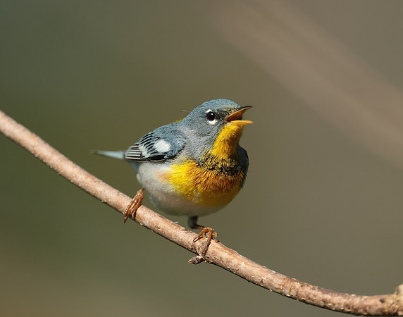 Northern Parula