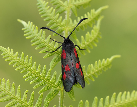 54.007 BF168 New Forest Burnet Zygaena viciae
