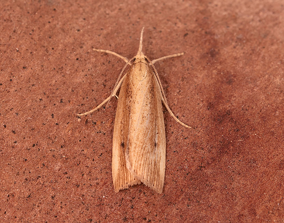 63.077 BF1290 Chilo phragmitella