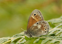 Large Heath Coenonympha tullia davus